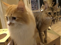 ねこ